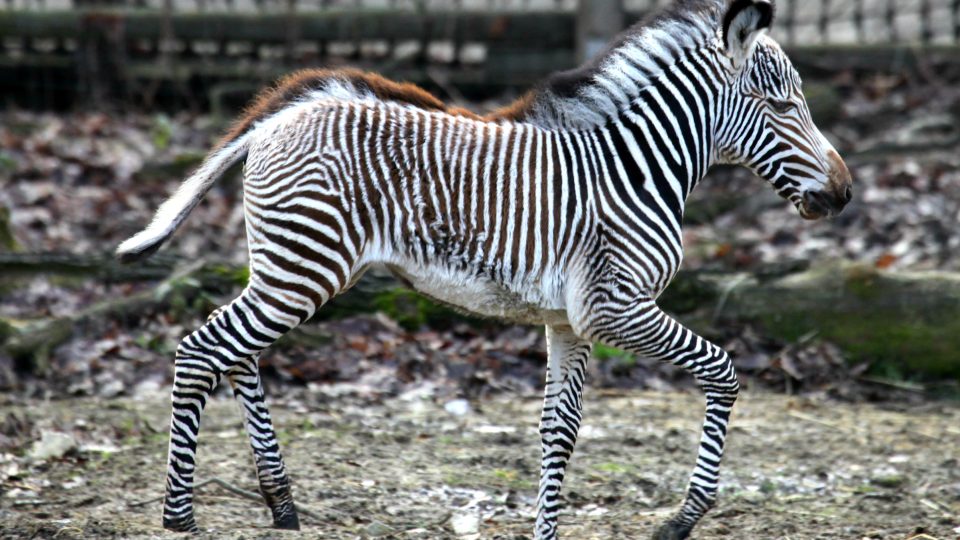 Zebra Grévyho, samička Mia