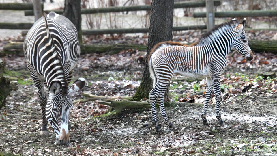 Zebra Grévyho, samička Mia s maminkou Míšou.