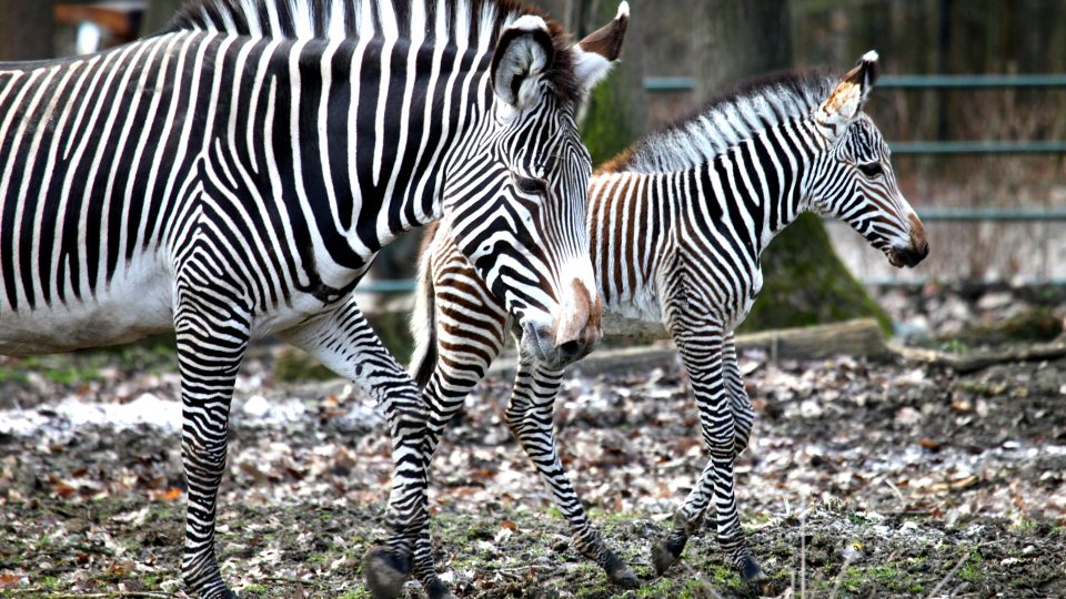Zebra Grévyho, samička Mia s maminkou Míšou.