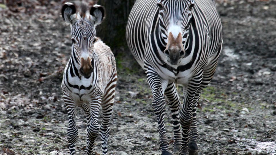 Zebra Grévyho, samička Mia (vlevo) s maminkou Míšou.