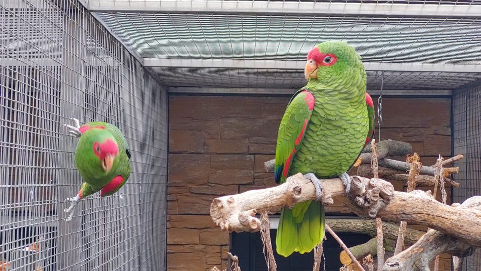 Papouščí zoo v Bošovicích
