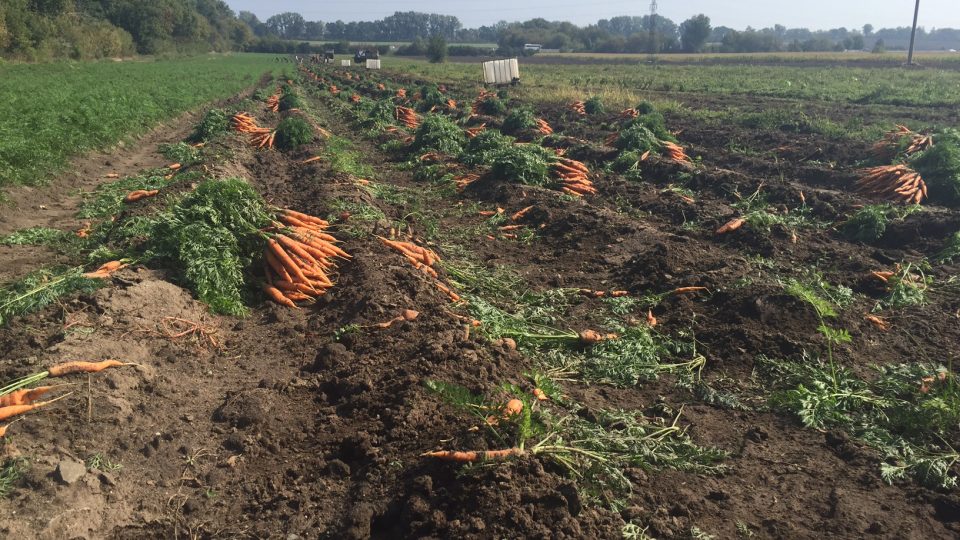 Produkce pěstitelů zeleniny na Hodonínsku a Břeclavsku