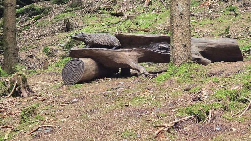Zastavení u jezevce na Stezce Bílé lišky ve Sněžném | foto: Vladislava Wildová, Český rozhlas Zastavení u jezevce na Stezce Bílé lišky ve Sněžném