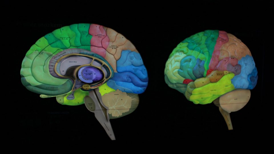 Projekce mozkových center v modelu mozku