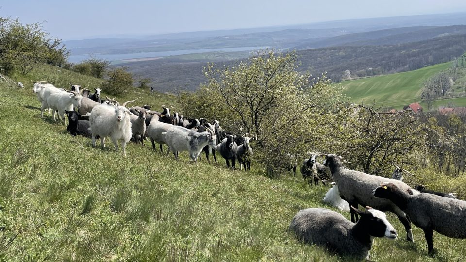 Stádo ovcí a koz se pase na svazích Stolové hory na Pálavě