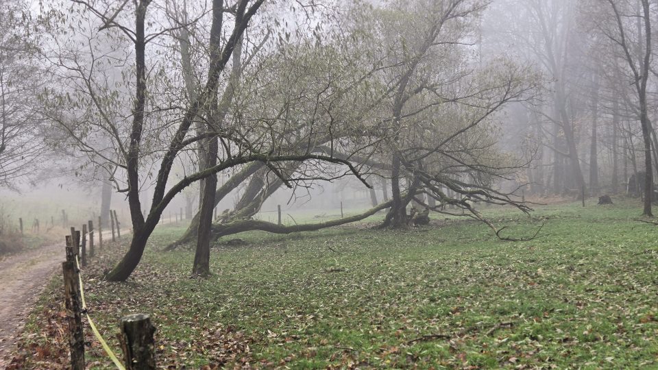 Pastvina cestou do osady Bystřice | foto: Vladislava Wildová, Český rozhlas Pastvina cestou do osady Bystřice