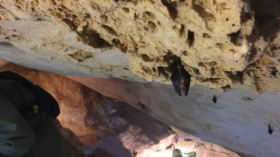 Sčítání netopýrů a vrápenců v mikulovské jeskyni Na Turoldu