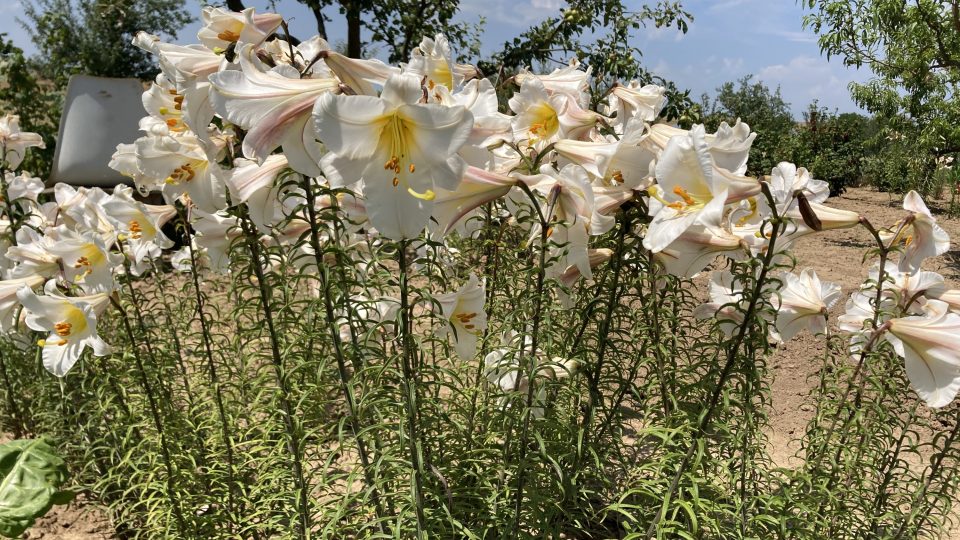 Lilie hýří barvami. Na zahradě pěstuje Klement lilie bílé, žluté, červené a další