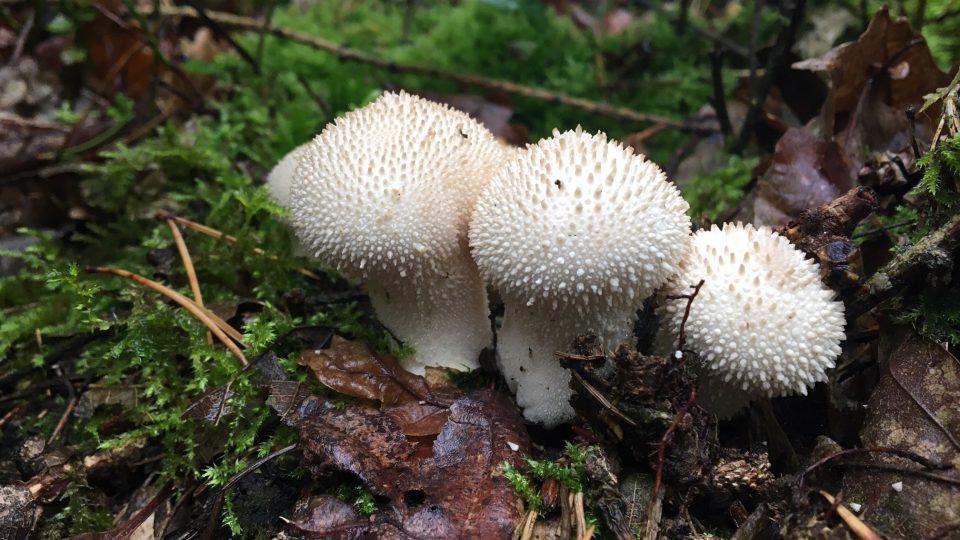 V lese hojně narazíte i na pýchavku obecnou. Dá se připravit i na sladko