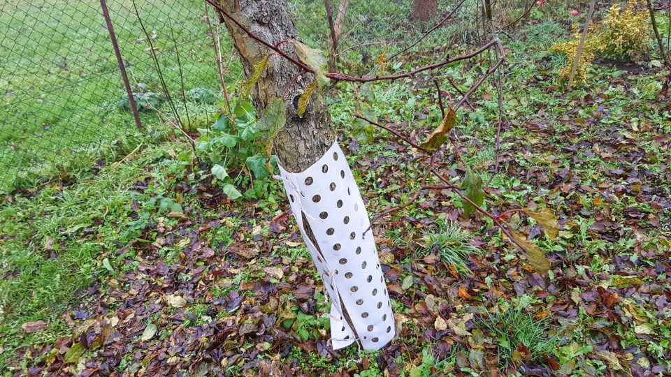 Ovocné stromy je třeba chránit nejen před mrazem, ale i před okusem zvířaty | foto: Irena Šarounová, Český rozhlas Ovocné stromy je třeba chránit nejen před mrazem, ale i před okusem zvířaty