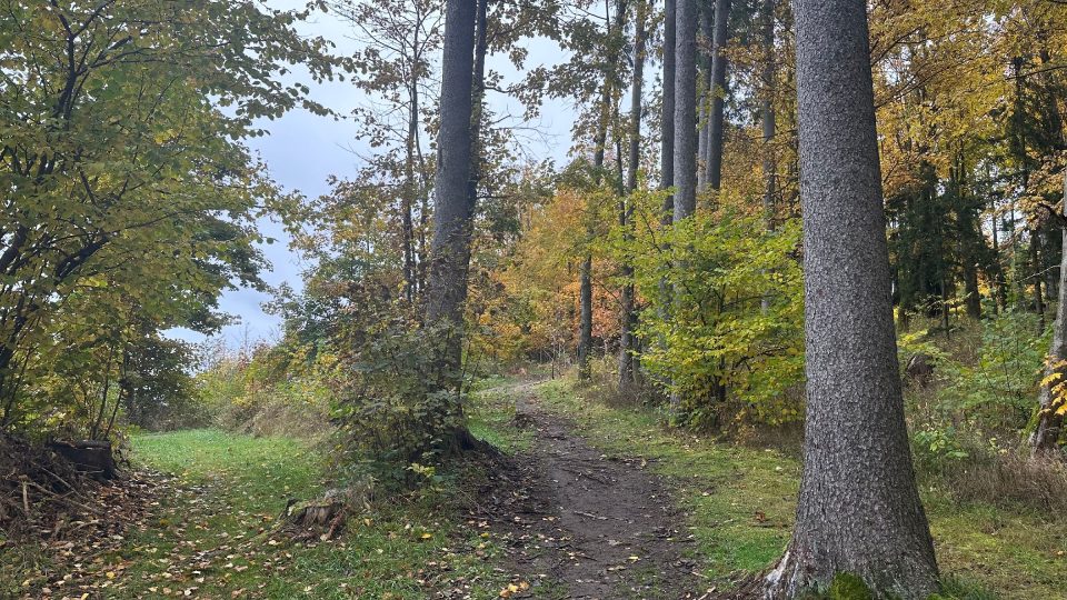Cesta k rozhledně | foto: Jana Strejčková, Český rozhlas Cesta k rozhledně