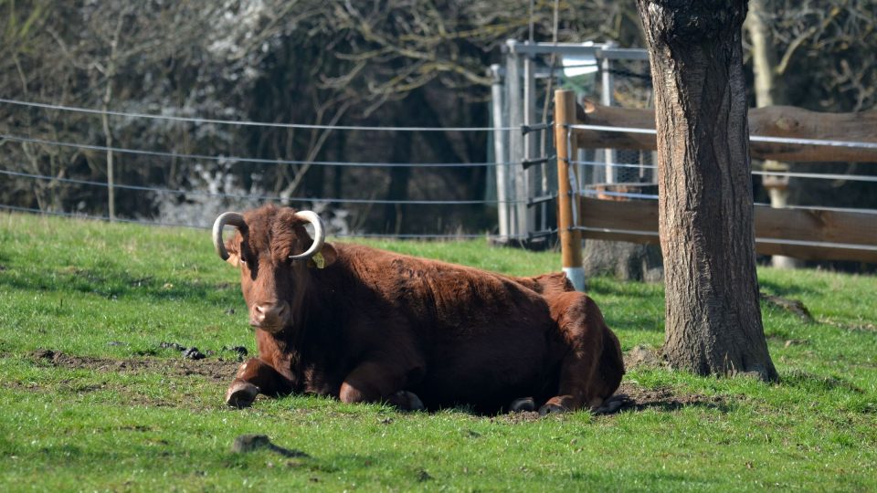 Česká červinka, jednadvacetiletá kráva Jitka je nejstarší svého druhu u nás