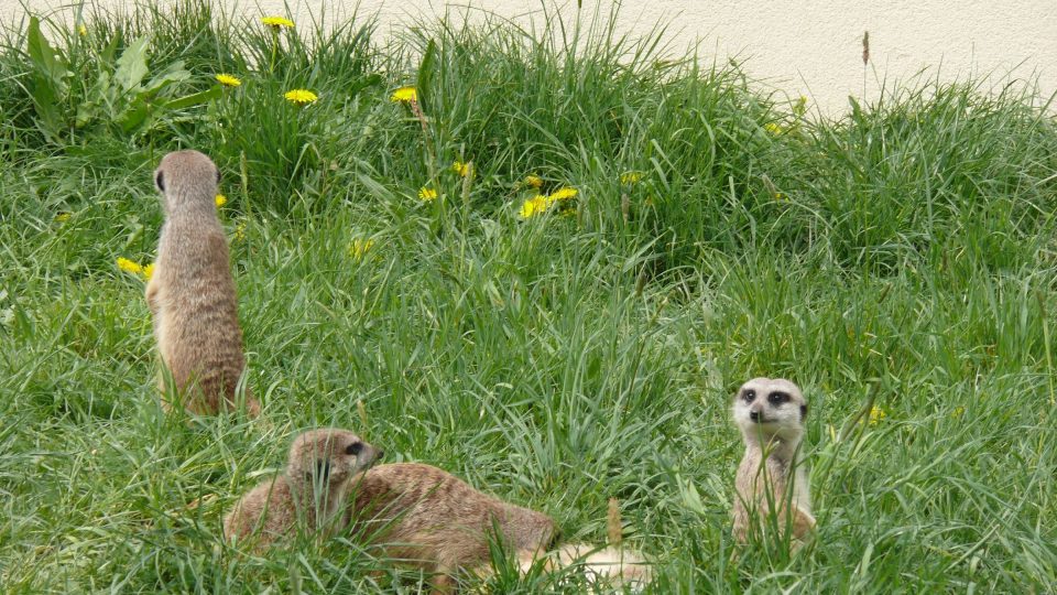 Chybět nemohou ani roztomilé surikaty