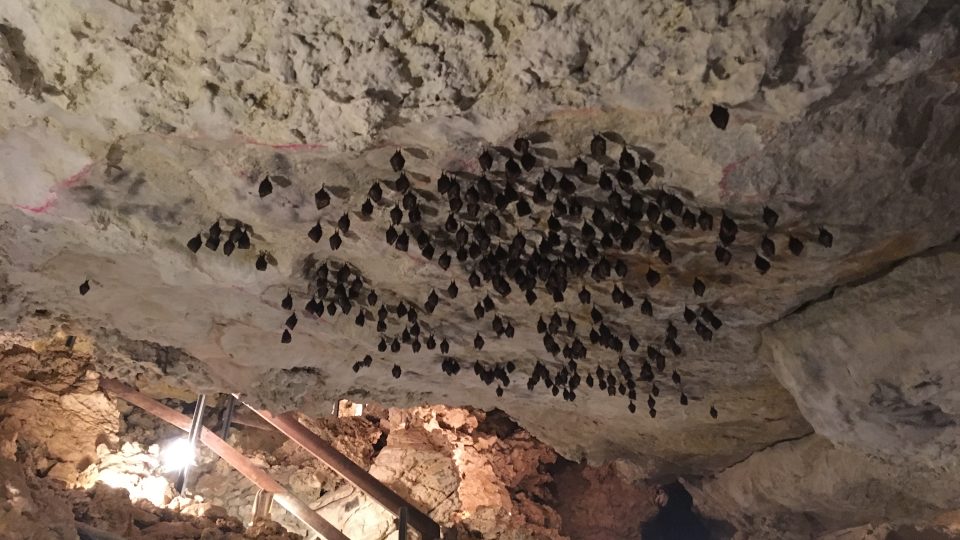 Sčítání netopýrů a vrápenců v mikulovské jeskyni Na Turoldu