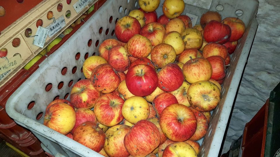 Jablka je dobré pro lepší přehled skladovat maximálně ve dvou vrstvách | foto: Irena Šarounová, Český rozhlas Jablka je dobré pro lepší přehled skladovat maximálně ve dvou vrstvách