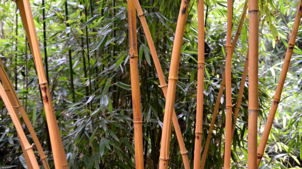 Phyllostachys vivax Aureocaulis