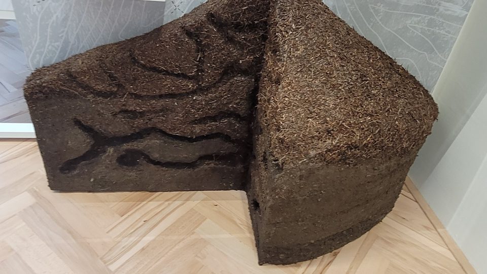 V muzeu je možné nahlédnout i do útrob lesního mraveniště | foto: Miroslav Kobza, Český rozhlas V muzeu je možné nahlédnout i do útrob lesního mraveniště