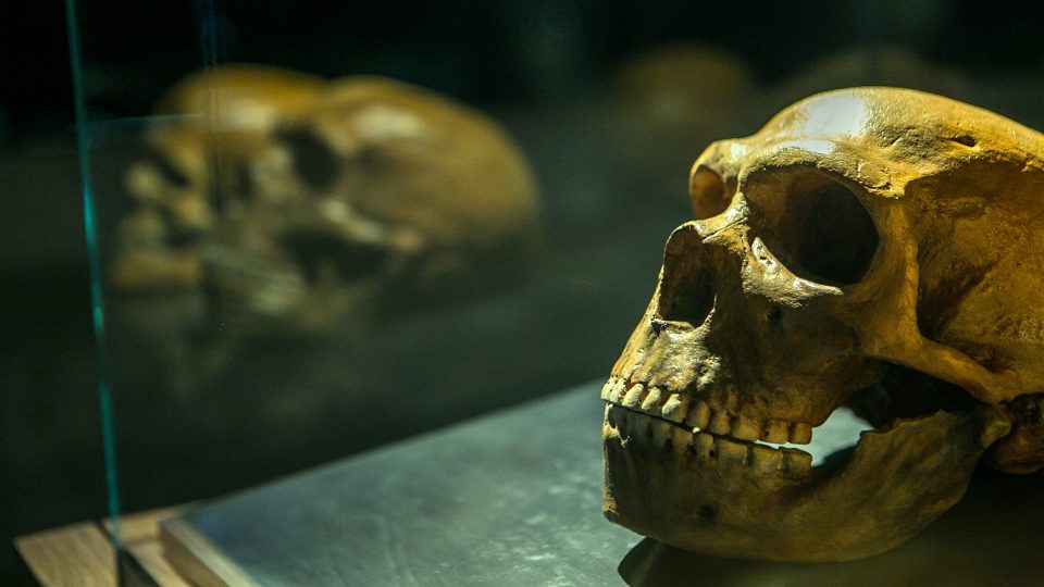 Lidská lebka v Archeoparku Pavlov