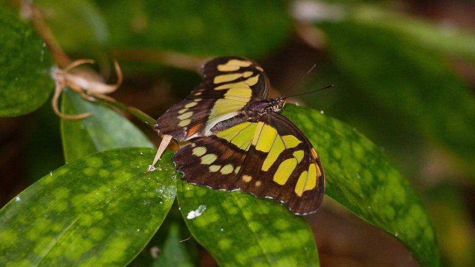 Papilio thoas - jeho housenky se před predátory chrání originálním způsobem. Svým vzhledem totiž připomínají ptačí trus
