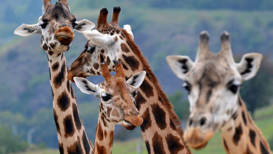 Žirafy v pražské zoo