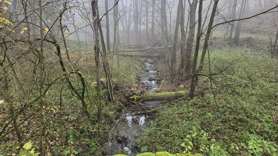 Zlatý potok ve Sklenářovickém údolí | foto: Vladislava Wildová, Český rozhlas Zlatý potok ve Sklenářovickém údolí