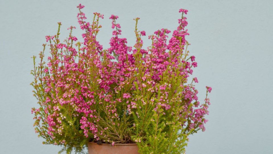 Vřesovce nasazují květy od ledna do začátku léta