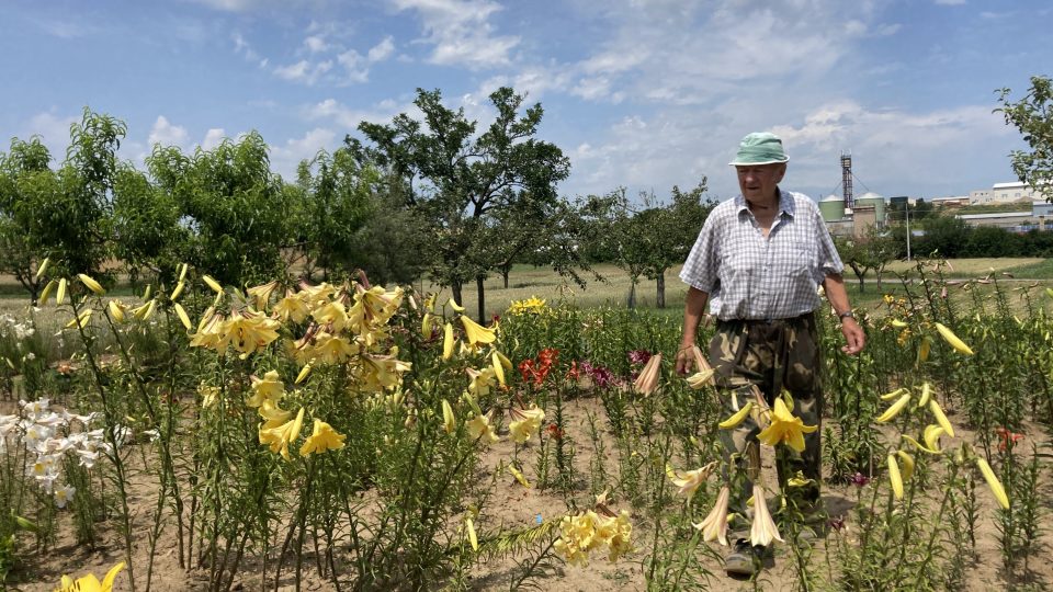 Jan Klement na zahradě, kde pěstuje lilie