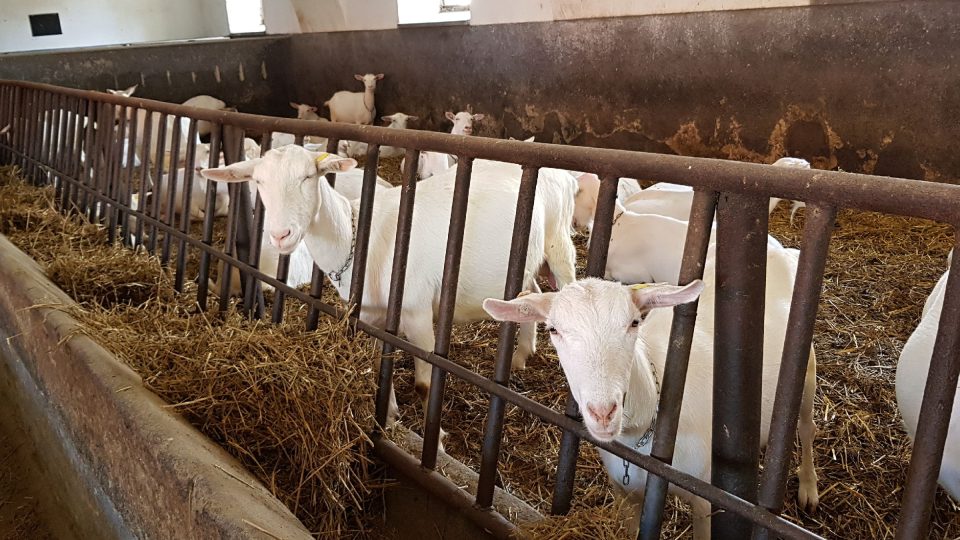 Na kozí farmě v Ratibořicích u Jaroměřic chovají na 800 koz