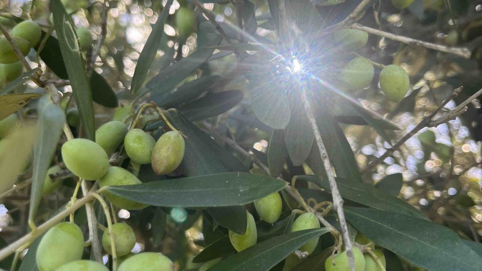 Podzim v Itálii? Slaví se úplně vše, nejvíc ale „zelené zlato“, tedy olivový olej, říká Blanka Malá | foto: archiv Blanky Malé Podzim v Itálii? Slaví se úplně vše, nejvíc ale „zelené zlato“, tedy olivový olej, říká Blanka Malá