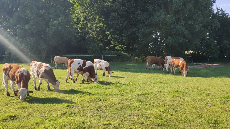 Krávy se pasou na rozlehlých pastvinách