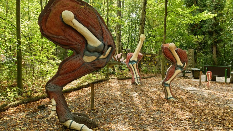 Ve Vyškově uvidíte i anatomické modely dinosauřích končetin | foto: Zdeněk Truhlář, Český rozhlas Ve Vyškově uvidíte i anatomické modely dinosauřích končetin