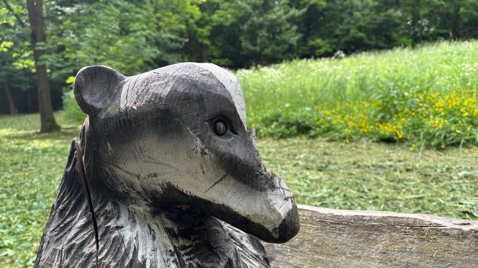 Jezevec v lesoparku | foto: Pavel Halla, Český rozhlas Jezevec v lesoparku