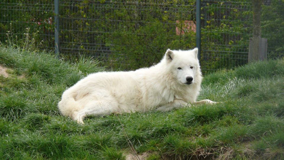 Raritou táborské zoo je vlk arktický