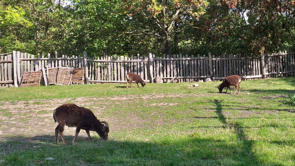 V archeoskanzenu nechybí ani zvířecí obyvatelé | foto: Stanislava Brádlová, Český rozhlas V archeoskanzenu nechybí ani zvířecí obyvatelé