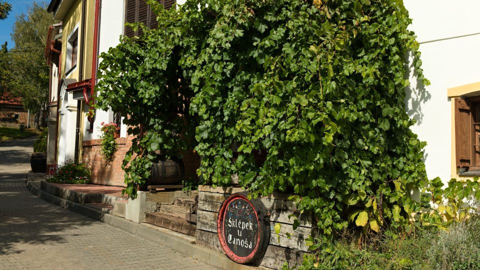 Některé sklepy v Moravské Nové Vsi vinná réva doslova obepíná