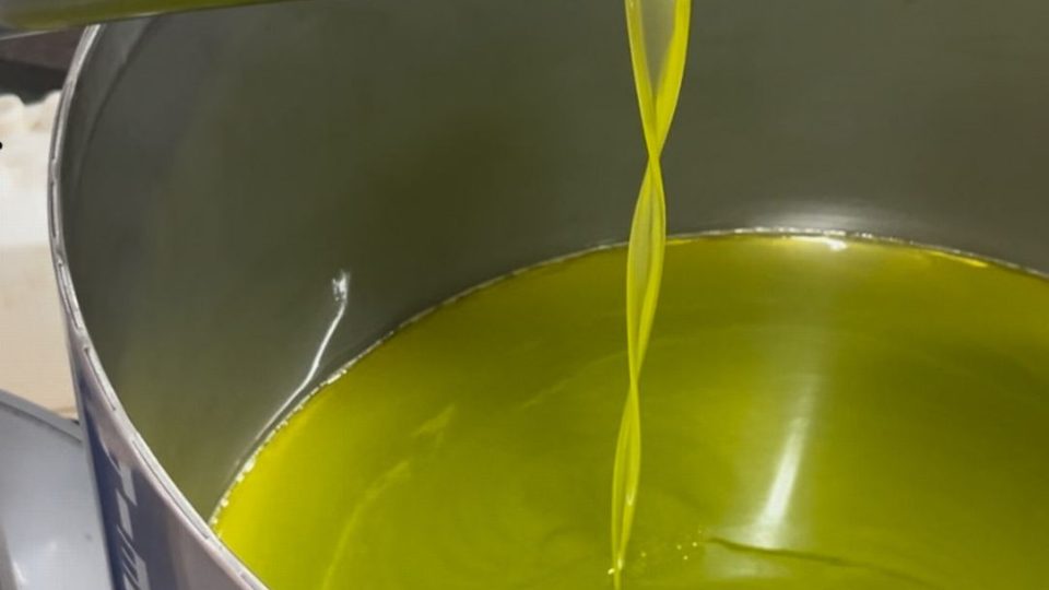 Podzim v Itálii? Slaví se úplně vše, nejvíc ale „zelené zlato“, tedy olivový olej, říká Blanka Malá | foto: archiv Blanky Malé Podzim v Itálii? Slaví se úplně vše, nejvíc ale „zelené zlato“, tedy olivový olej, říká Blanka Malá