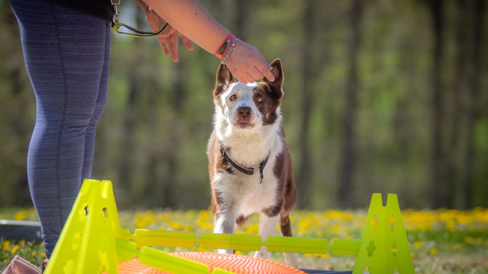 Co jsme natrénovali doma či na zahradě, můžeme poté vyzkoušet v parku | foto: Hana Bečvářová Co jsme natrénovali doma či na zahradě, můžeme poté vyzkoušet v parku