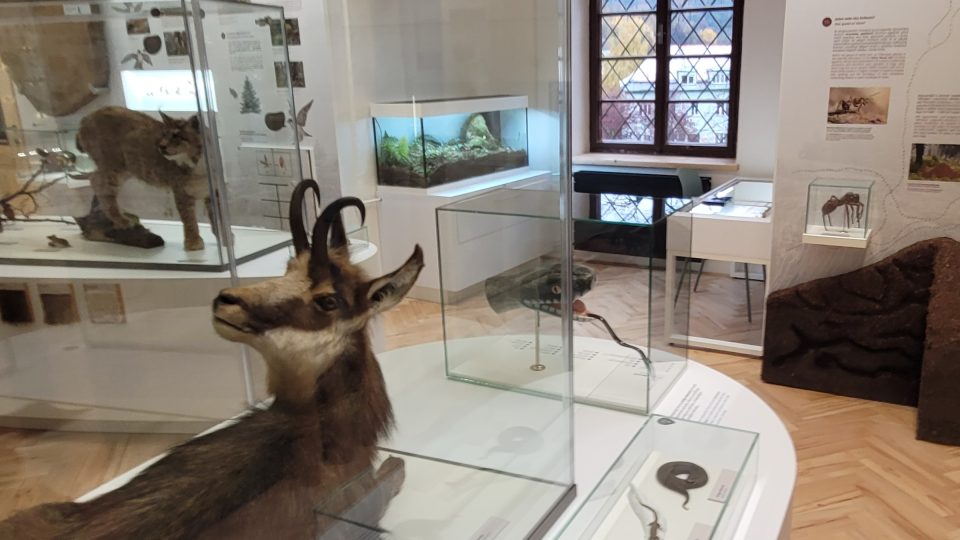 Na výstavě nemohou chybět ani preparáty savců, ptáků či plazů | foto: Miroslav Kobza, Český rozhlas Na výstavě nemohou chybět ani preparáty savců, ptáků či plazů
