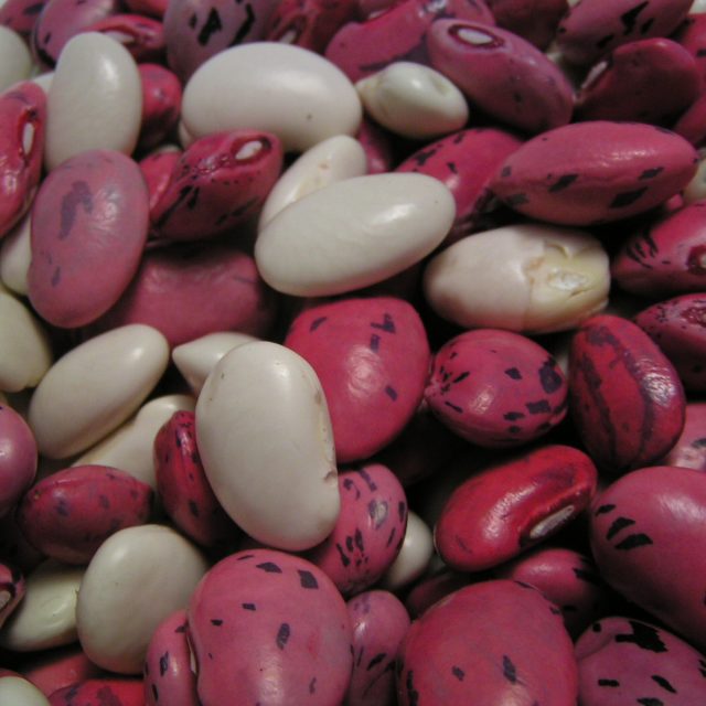 Fazole  (ilustr. obr.) | foto: Fotobanka stock.xchng