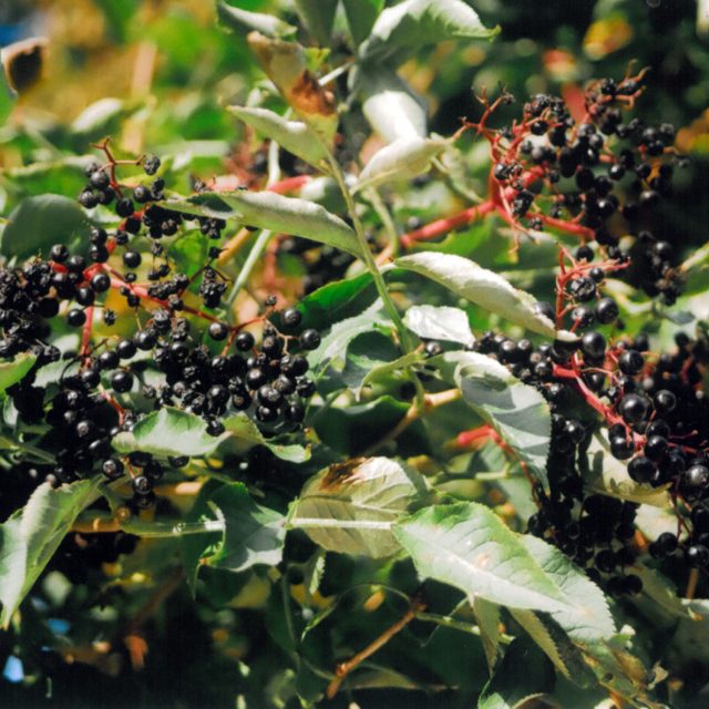 Černý bez | foto: Stanislav Peleška