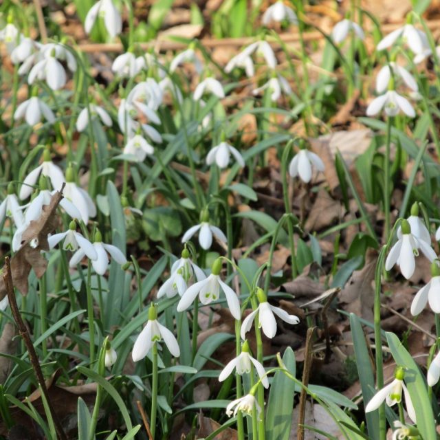 Sněženky  (ilustrační foto) | foto: Naďa Čvančarová,  Český rozhlas