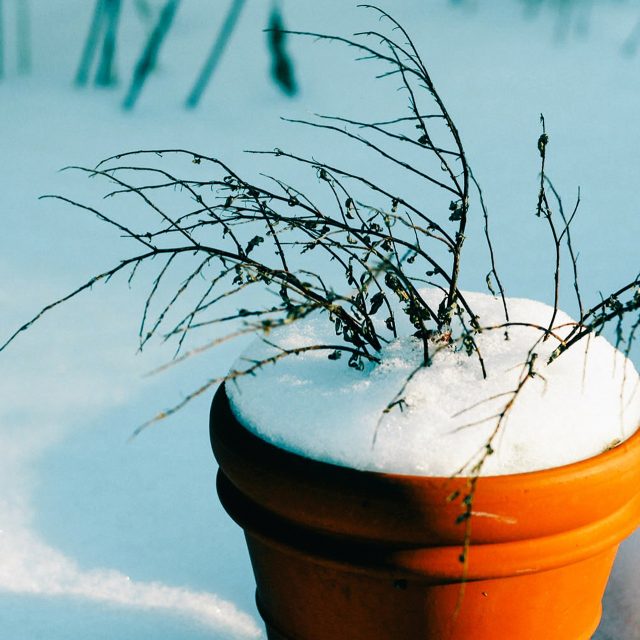 Zasněžená zahrada | foto: CC0 Public domain