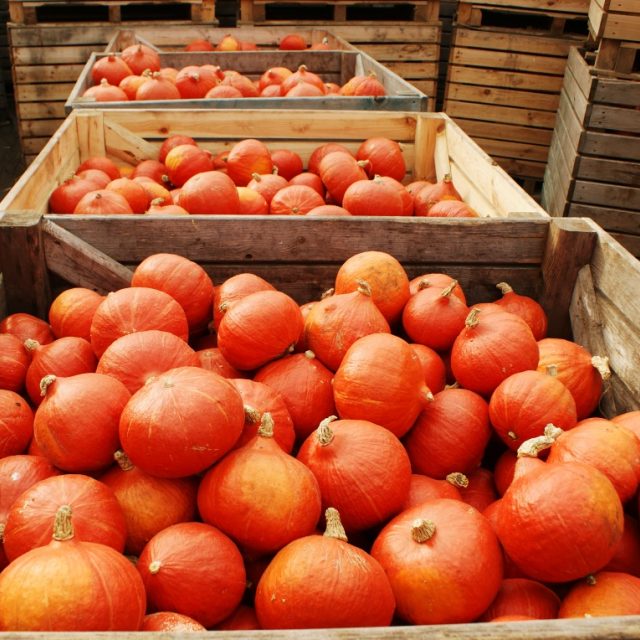 Dýně hokaido | foto: Creative Commons Attribution-NonCommercial-ShareAlike 2.0 Generic,   binaryCoco