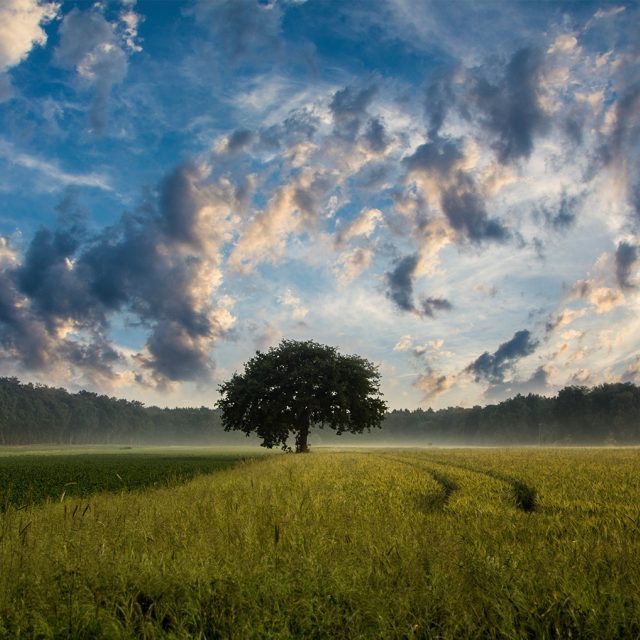 Krajina,  strom,  pole,  ilustrační foto | foto: Fotobanka Pixabay
