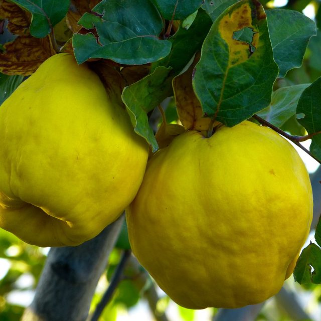 Kdoule | foto: CC0 Public domain,  Fotobanka Pixabay