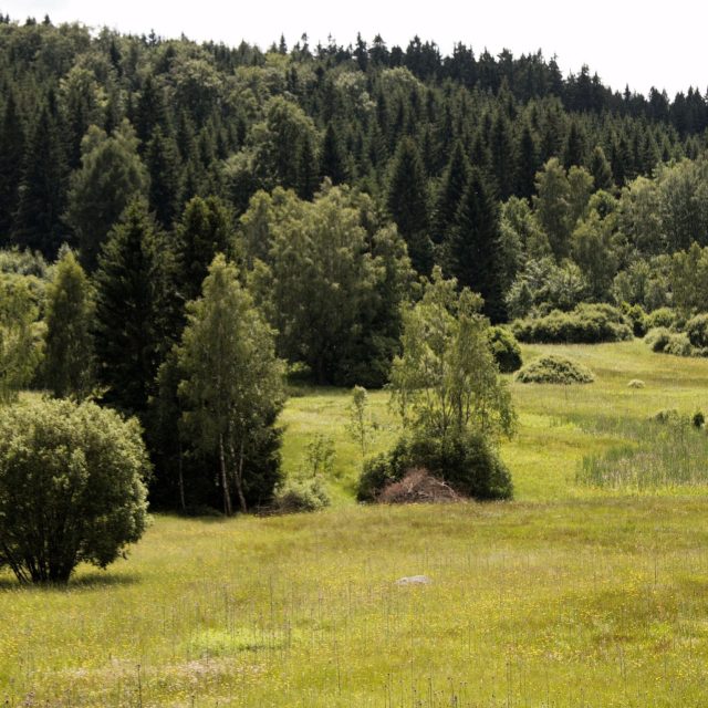 Louka plná orchidejí | foto: Jaroslav Hoření,  Český rozhlas