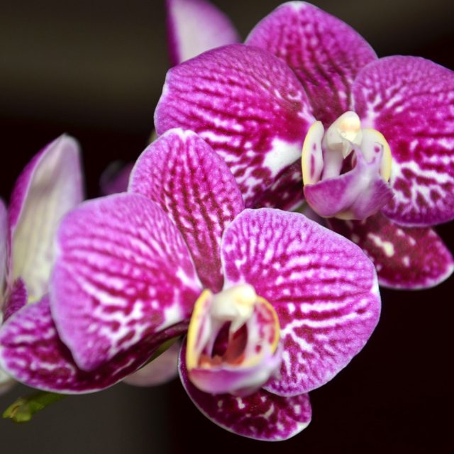 Orchideje ani jiné pokojové rostliny nevykvetou vzápětí po pohnojení čímkoliv | foto: Jolana Nováková,  Český rozhlas