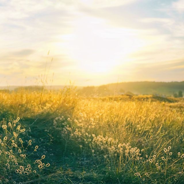 Letní ráno | foto: Shutterstock