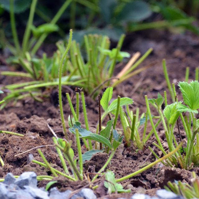 Je dobré po sezoně jahodníky zbavit listů,  přihnojit a odstranit všechny šlahouny | foto: Jolana Nováková,  Český rozhlas