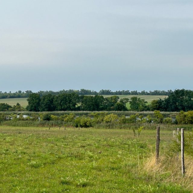 V katastru Šumic je teď pětina plochy zelená | foto: Vlasta Gajdošíková,  Český rozhlas